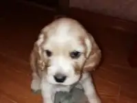 Русские спаниели