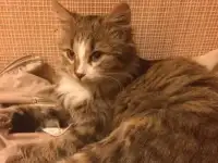 Отдам кошечку в добрые руки