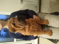 Выставочные щенки шарпея, фотография 2