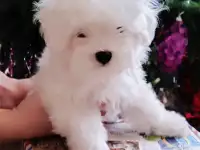 Щенок мальтийской болонки мальтезе, фотография 5