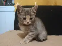 Отдам в хорошие добрые руки