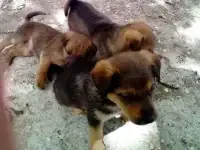 СОС! Очень срочно! Спасти малышей!