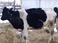 Продам телку с теленком