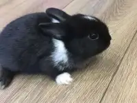 Маленькое чудо), фотография 4