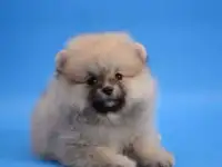 Щенки шпица, девочки, фотография 3