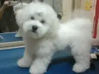Стрижки собак и кошек