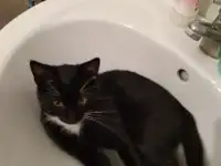 Котёнок в добрые руки., фотография 2