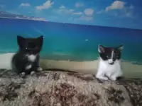 котята в подарок