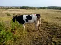 Нетели черно пестрой породы, фотография 9