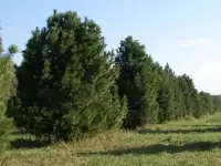 Саженцы ели,сосны,пихты,кедра, псевдотсуги,березы,клена,липы,дуба оптом. Кустарники., фотография 5