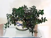 Нематантус цветок комнатный, фотография 2