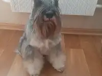 Вязка цвергшнауцер, фотография 4