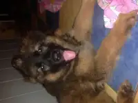 щенок немецкой овчарки