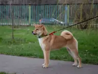 Щенки Сиба Ину