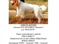Продаю щенков русского охотничьего спаниеля. Принимаются заявки на бронь, фотография 7