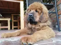 Продаются шикарные тибетские мастифы, фотография 4