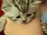 Британские котята чистокровные мрамор, фотография 5