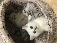Серебристые шиншиллята