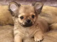 Чихуахуа щенок