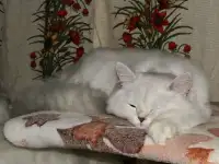 Серебряные пушистые котята, фотография 6