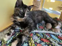 Котенок Алиса в добрые руки!, фотография 3