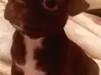 Чихуахуа щенки, фотография 4