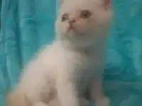 Котёнок экзотический, фотография 2