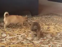 чишки мальчишки