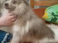 Щенки малый немецкий шпиц