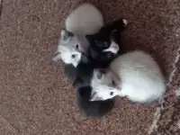 Отдам котят в добрые руки