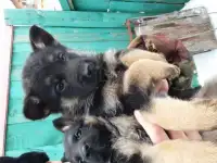 Щенки немецкой овчарки
