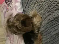 Отдам даром