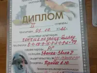 Щенки Русской гончей, фотография 2