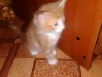 Норвежской лесной кошки котята., фотография 7