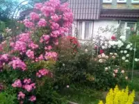 Плетистые розы. Кустовые розы., фотография 6
