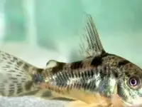 Аквариумные рыбки и растения, фотография 10
