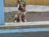 Собака в добрые руки., фотография 2