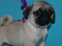 Девочки мопсики, фотография 2