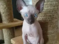 котята канадского сфинка, фотография 3