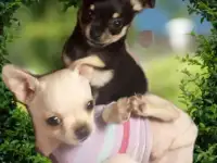 МальЧишки
