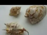 Ракушки