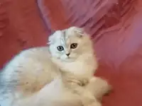 Пушарики