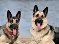 щенки вео от Победителей, фотография 3
