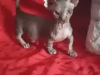 Котята эльфы,двэльфы,сфинксы, фотография 5