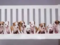 Щенки американского стаффордширского терьера