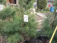 Продам кедры сибирские и корейские можжевельник обыкновенный, фотография 4