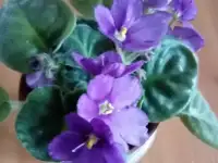 Фиалки комнатные, фотография 9