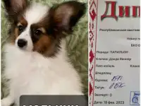 Щенки папильона