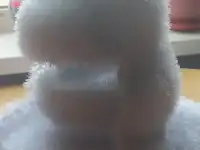 Комплект вязанный зимний шапка ушанка шарф манишка