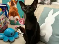 Котенок ориентальный, фотография 9